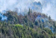 Vụ cháy tại Vườn quốc gia Hoàng Liên: Phải mất thời gian dài mới phục hồi hệ sinh thái
