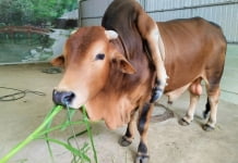 Con bò “độc nhất vô nhị” ở Thanh Hóa, được trả gần 6 tỷ đồng nhưng chủ nhân không bán